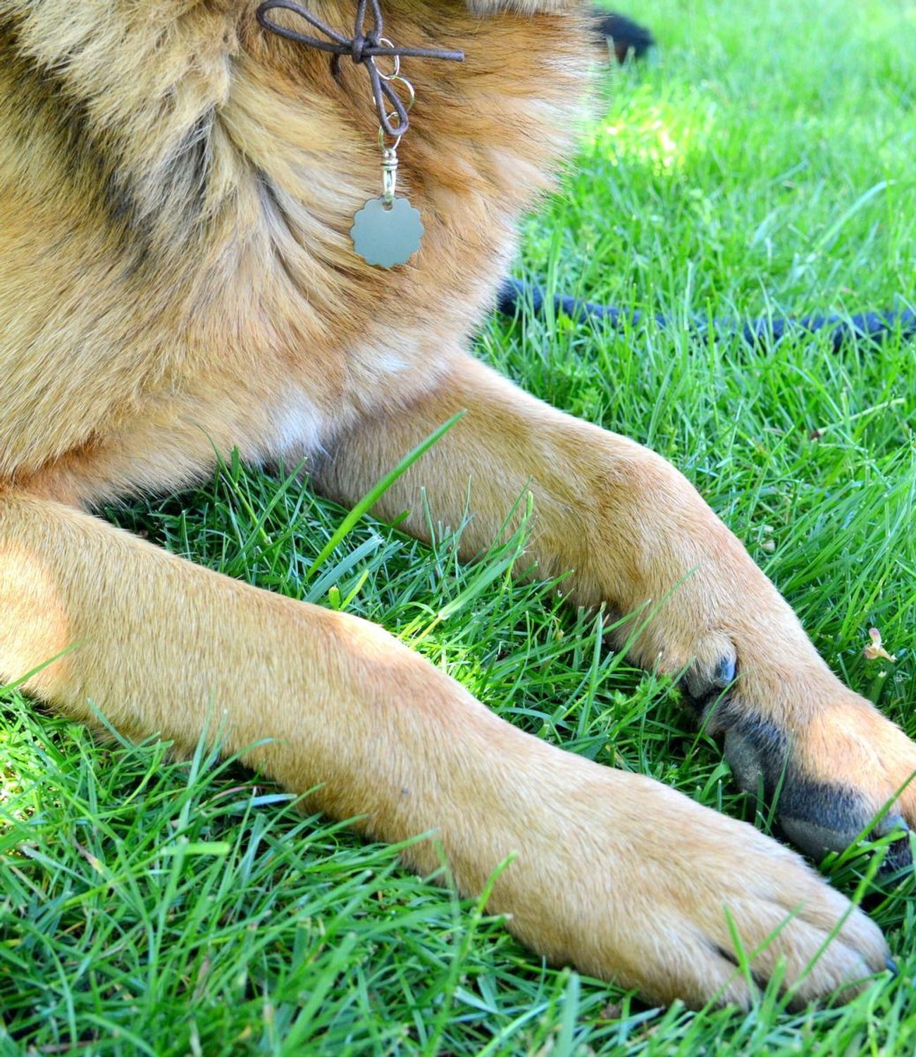 Blaszka dla pupila kwiatek 2,5 cm z miejscem na grawer Kwiatek silver M. Blaszka w formie adresówki, identyfikatora dla psa. Blaszka z miejscem na grawer. Na adresówce możemy wygrawerować np. imię psa i nr telefonu do właścic.jpg